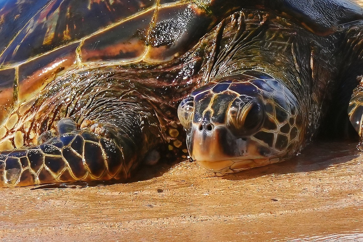 Tortue verte - ML647290403