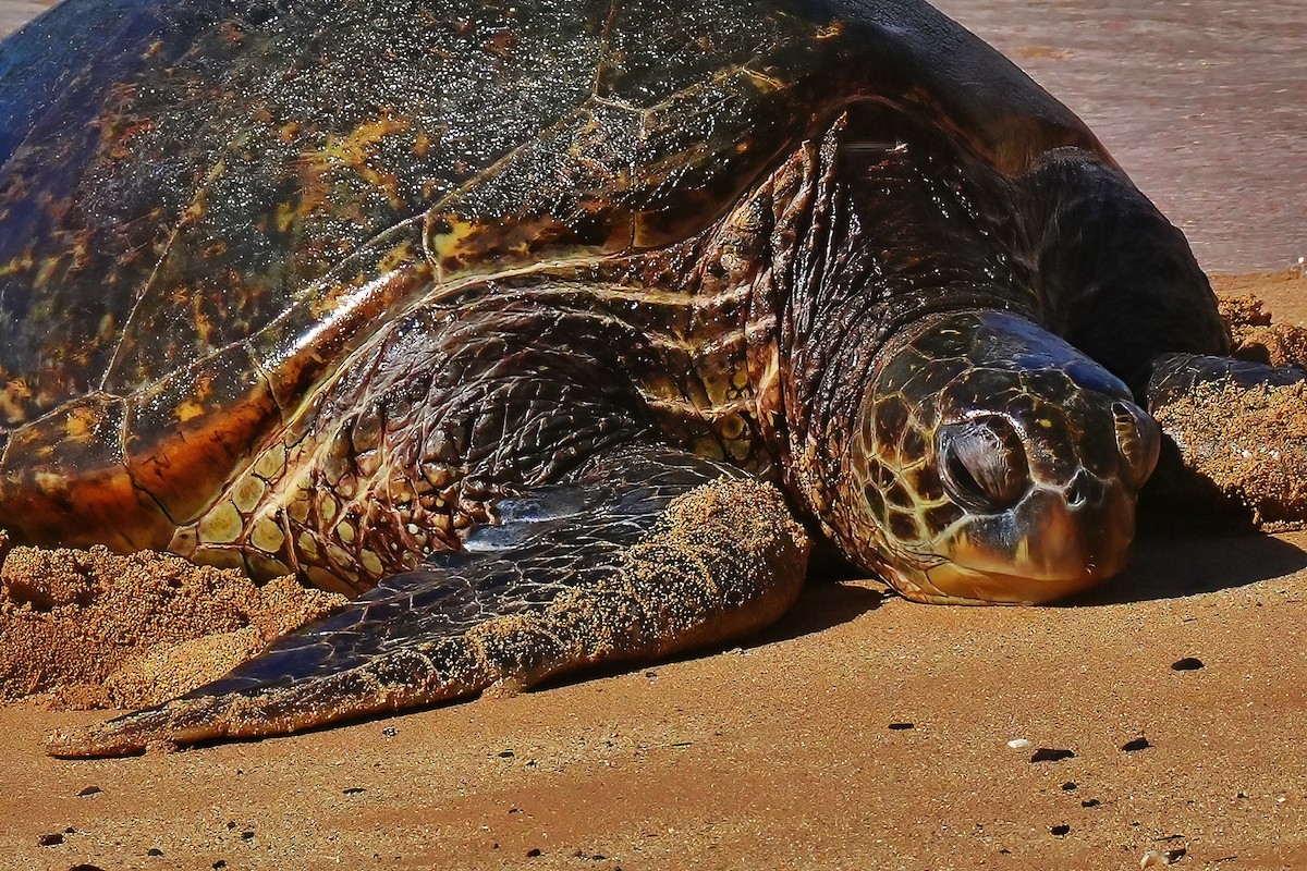 Tortue verte - ML647290404