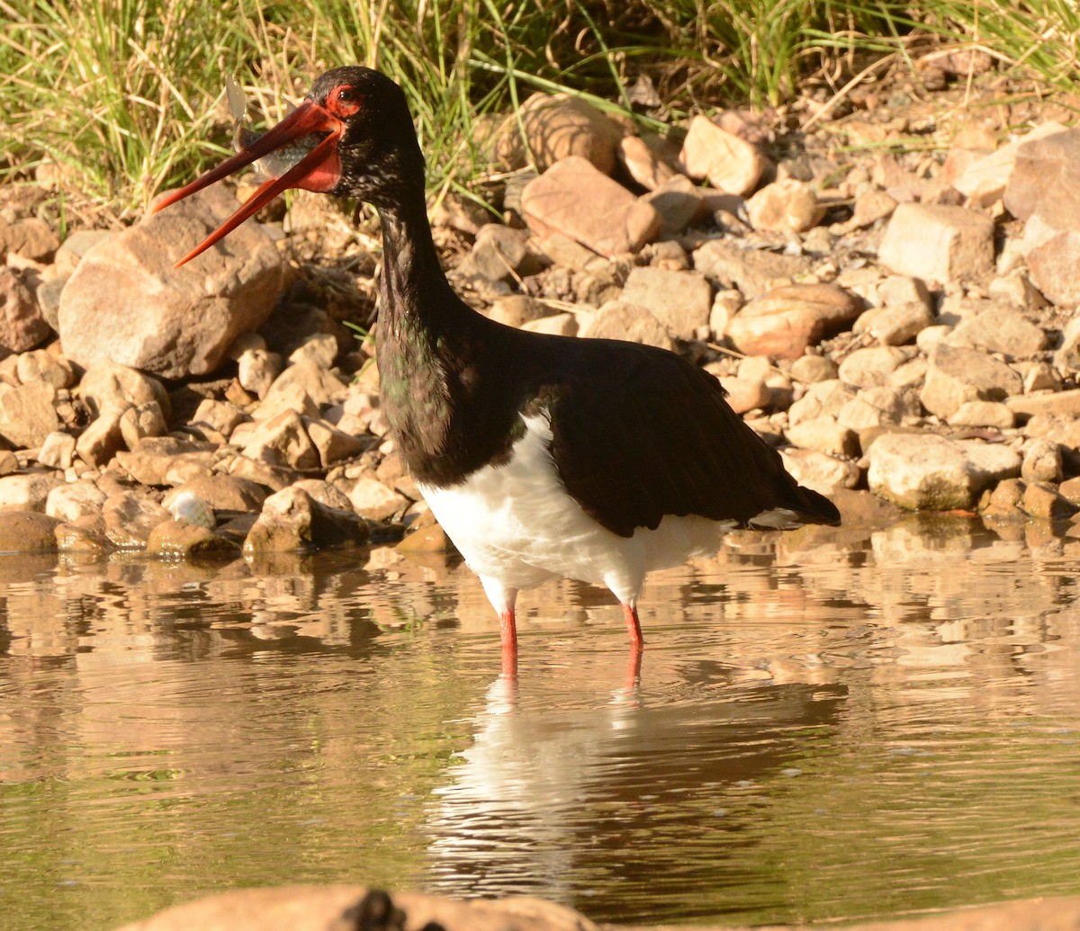 ナベコウ - ML647290405