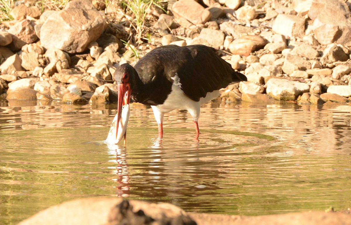 ナベコウ - ML647290406