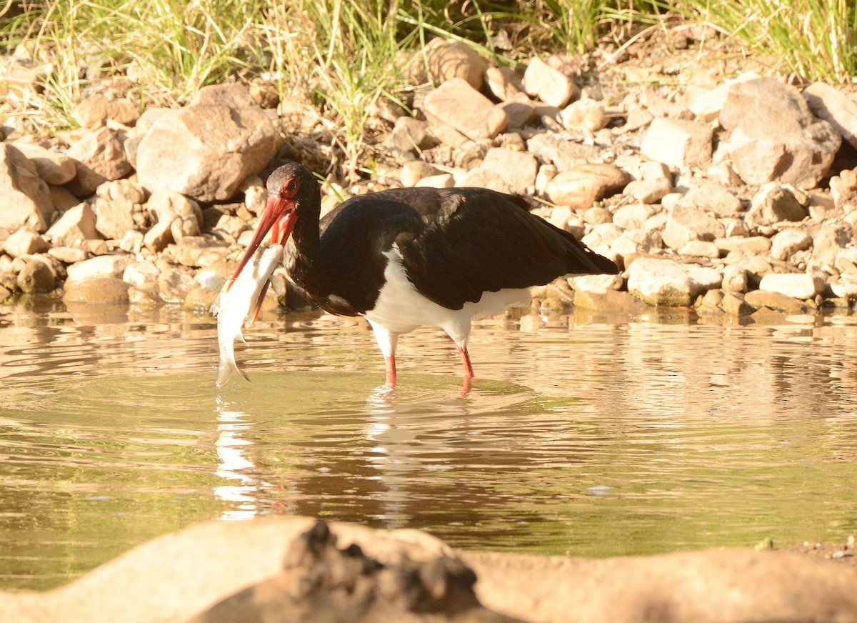 ナベコウ - ML647290407