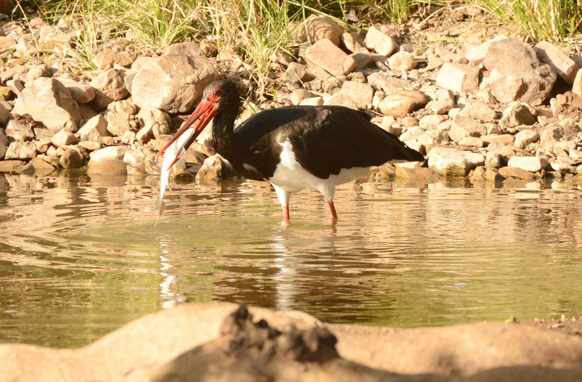 ナベコウ - ML647290408