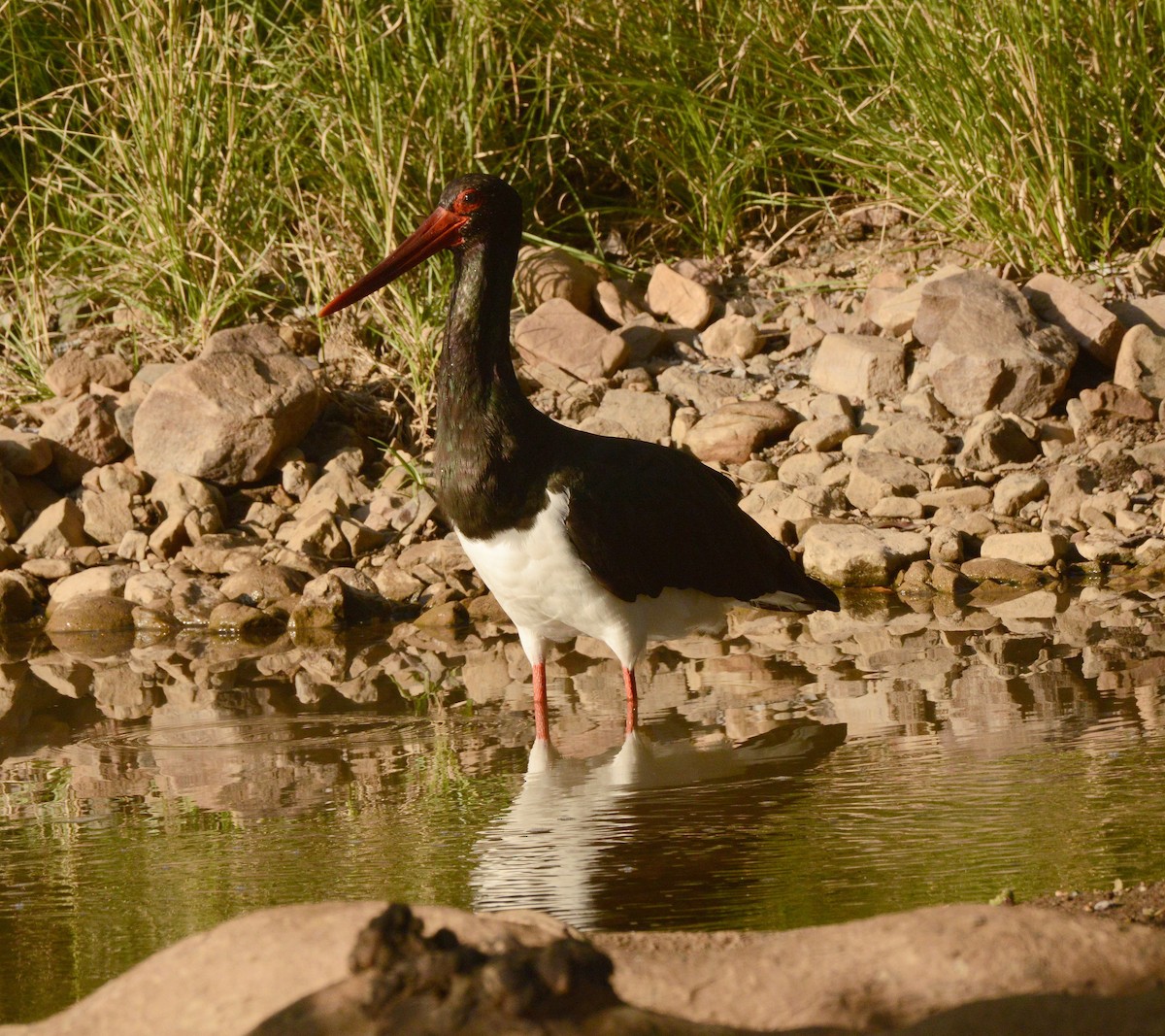 ナベコウ - ML647290409