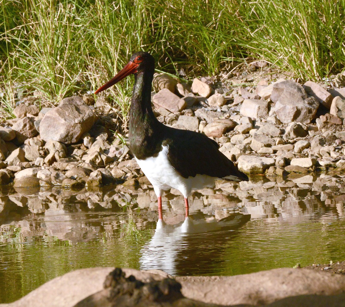 ナベコウ - ML647290410