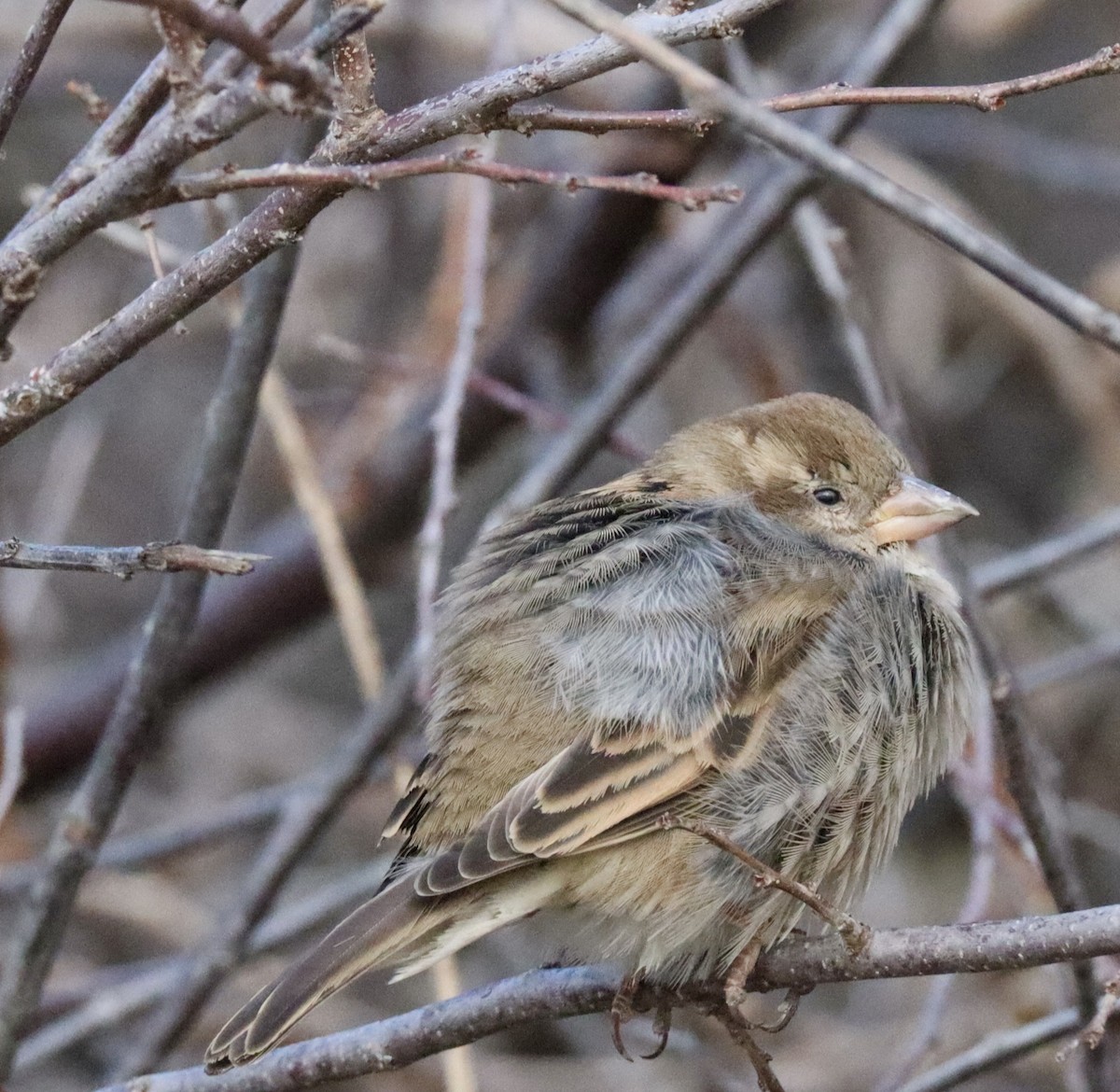 イエスズメ - ML647290411