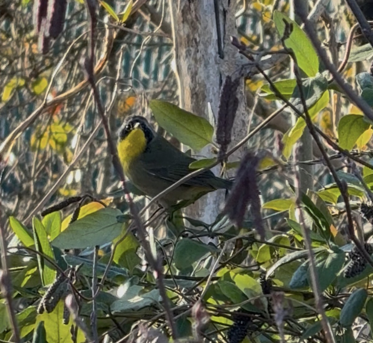 Common Yellowthroat - ML647290423