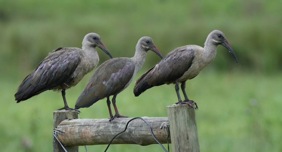 Хагедаш - ML647290426