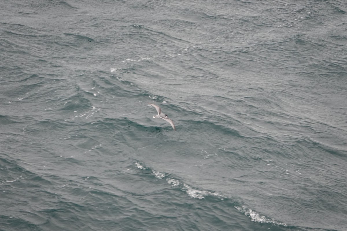 Голубой буревестник - ML647290433