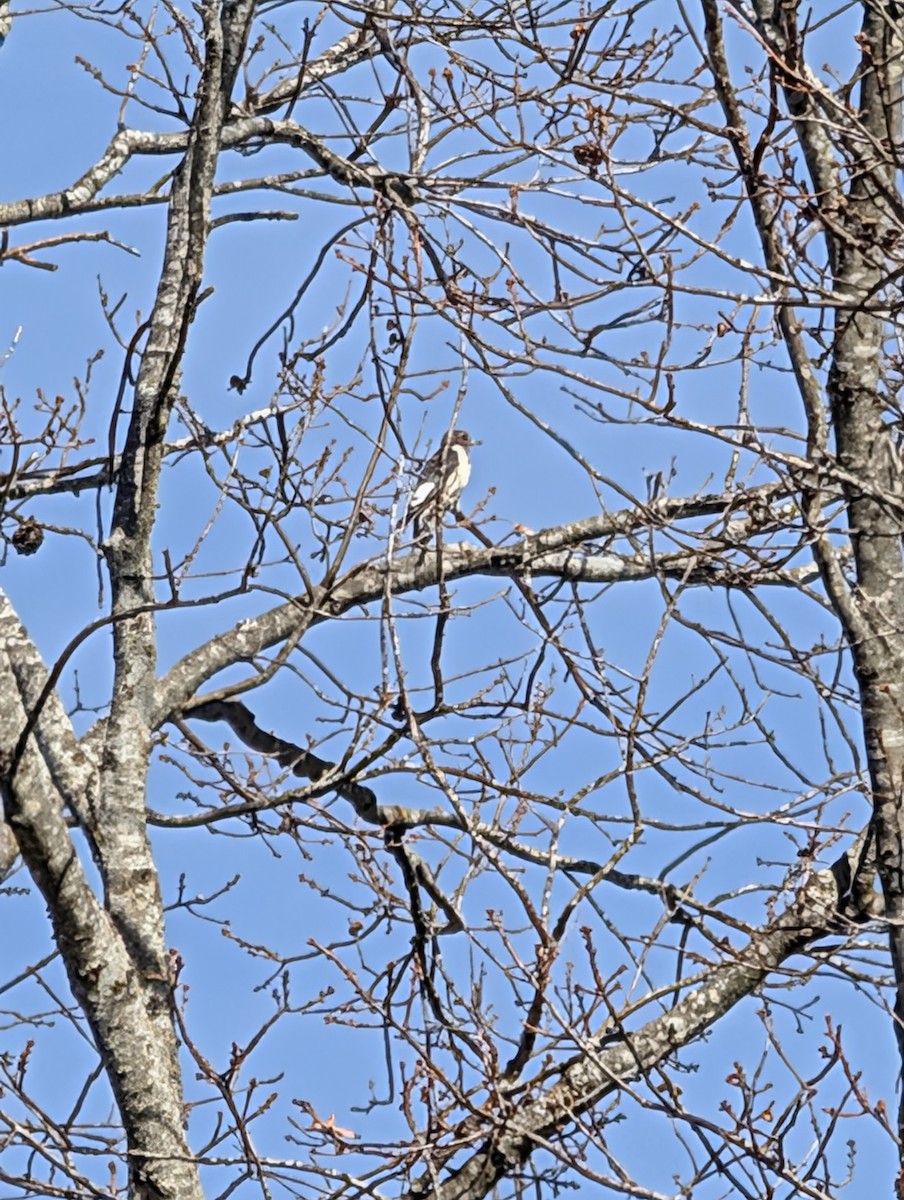 Red-headed Woodpecker - ML647290441