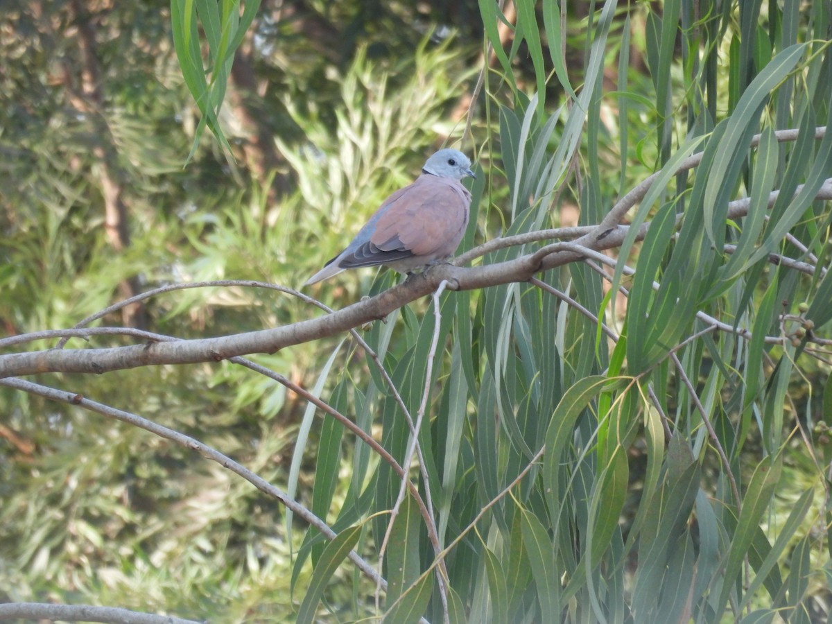 hrdlička jihoasijská - ML647290442