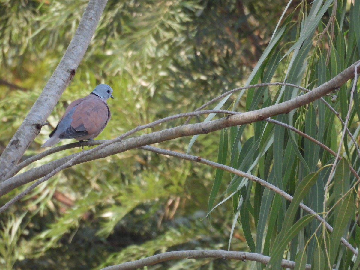 hrdlička jihoasijská - ML647290443