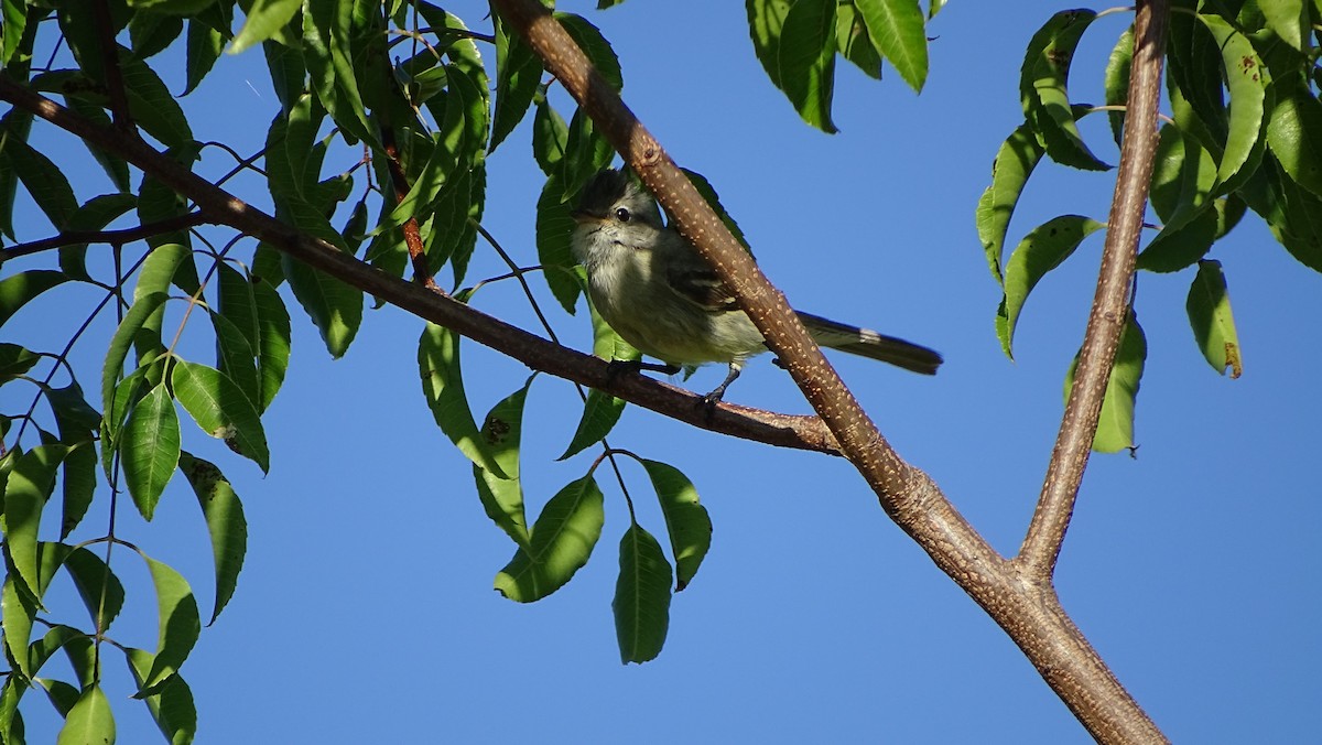 Southern Beardless-Tyrannulet - ML647290448