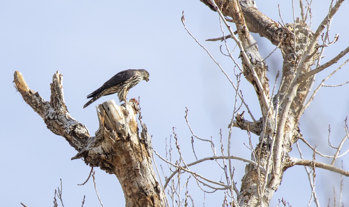 dřemlík tundrový - ML647290449