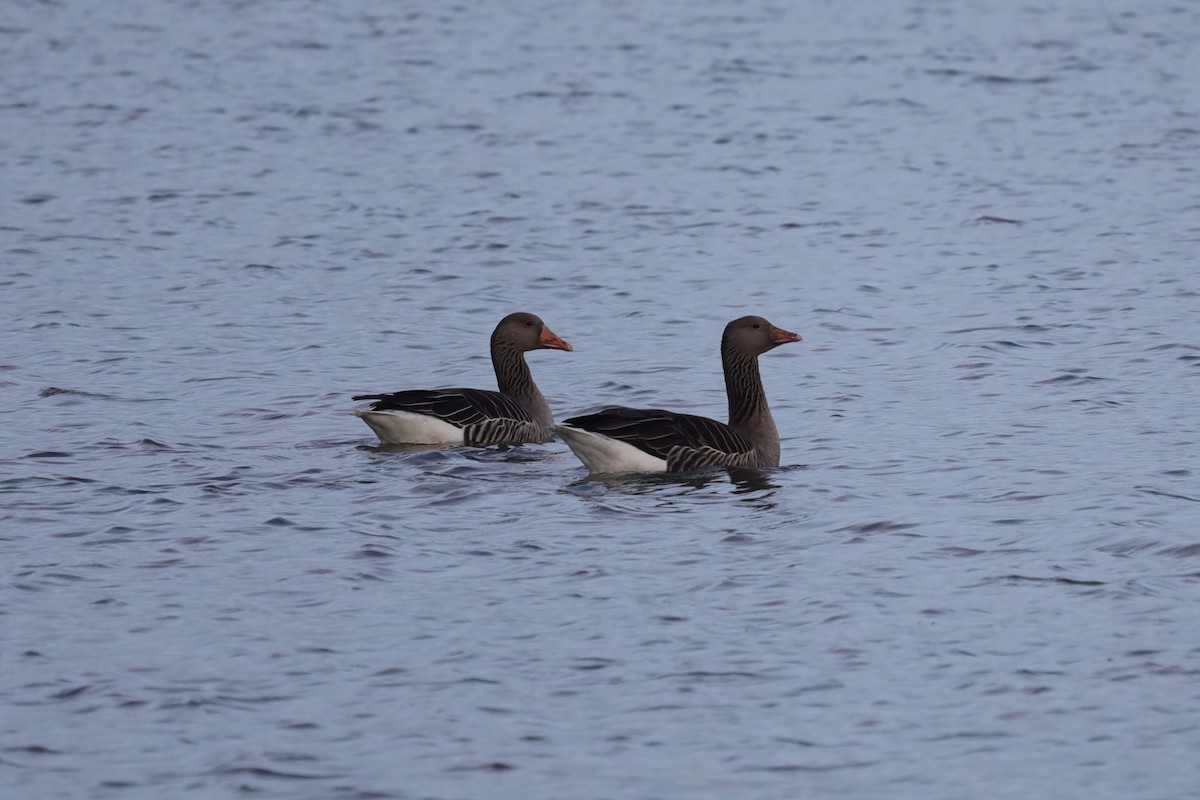 Graylag Goose - ML647290498