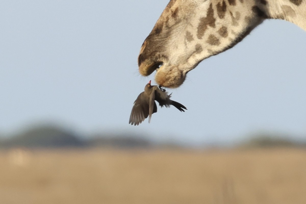 rødnebboksehakker - ML647290515