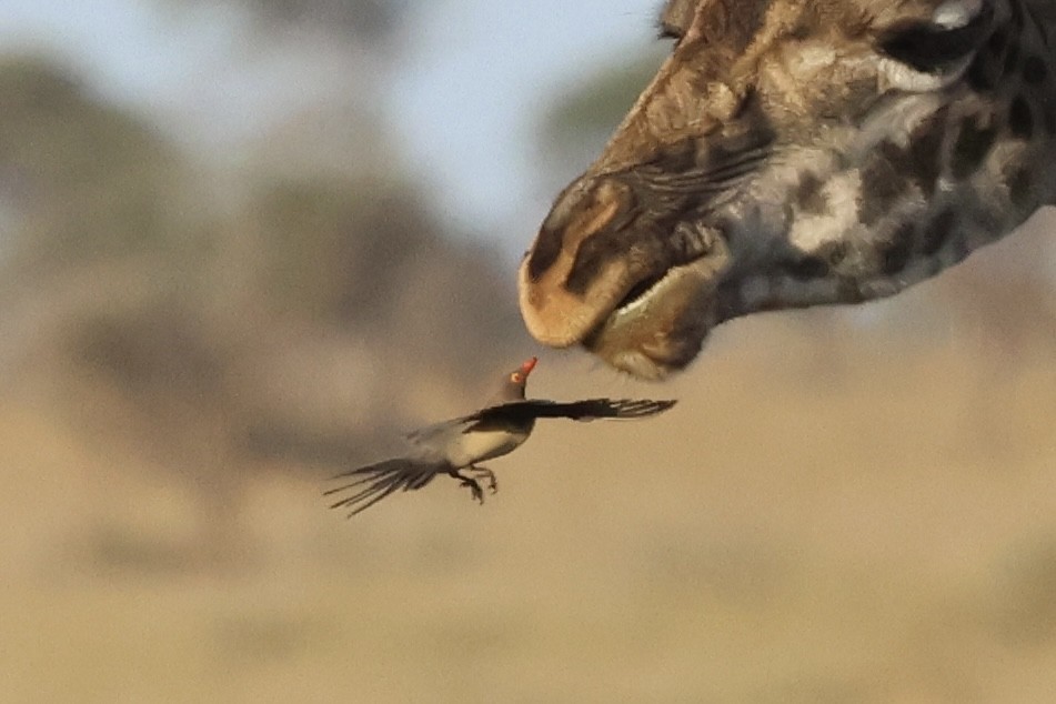 rødnebboksehakker - ML647290534