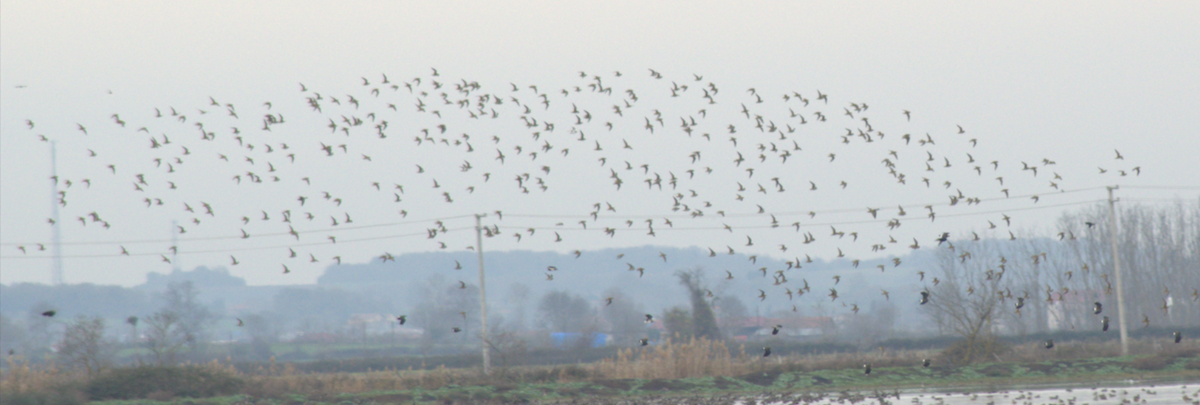 European Golden-Plover - ML647290536