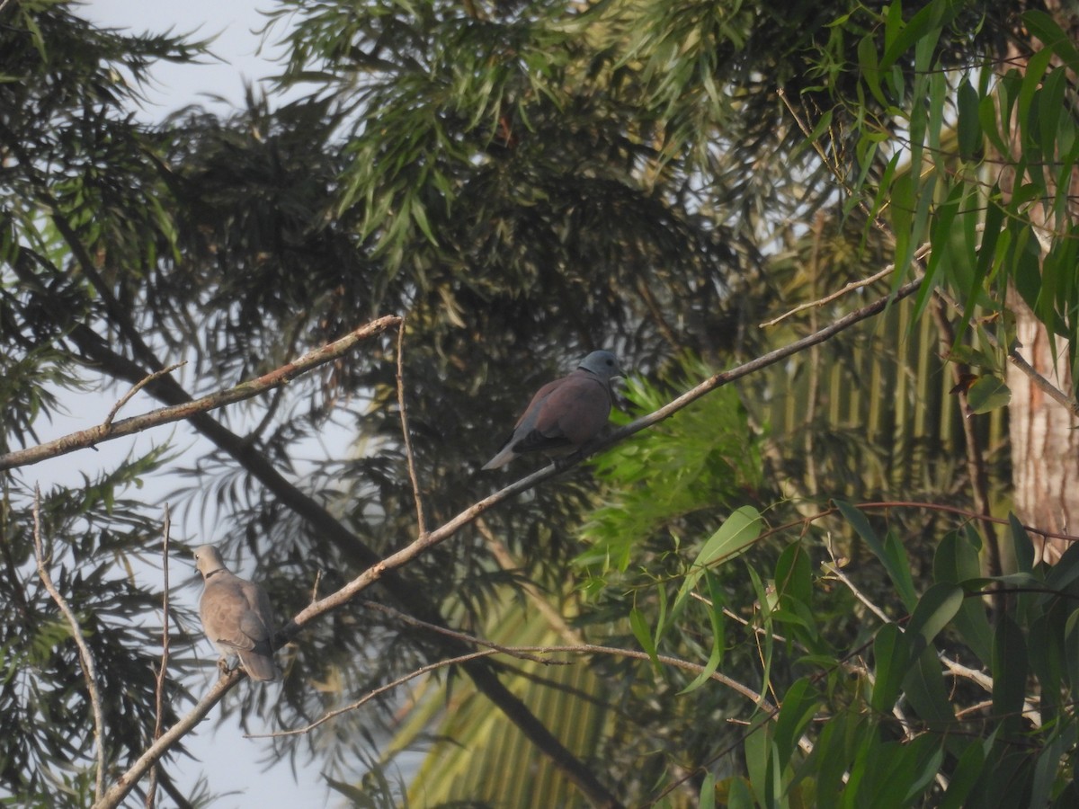 hrdlička jihoasijská - ML647290539