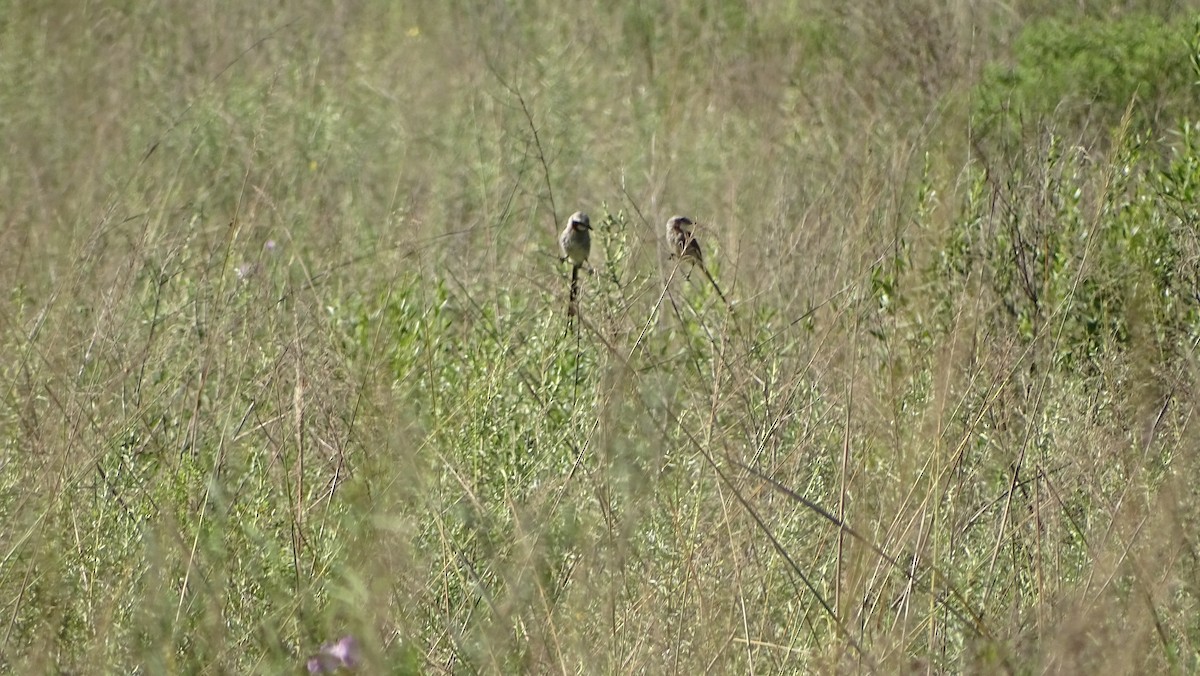 Streamer-tailed Tyrant - ML647290543