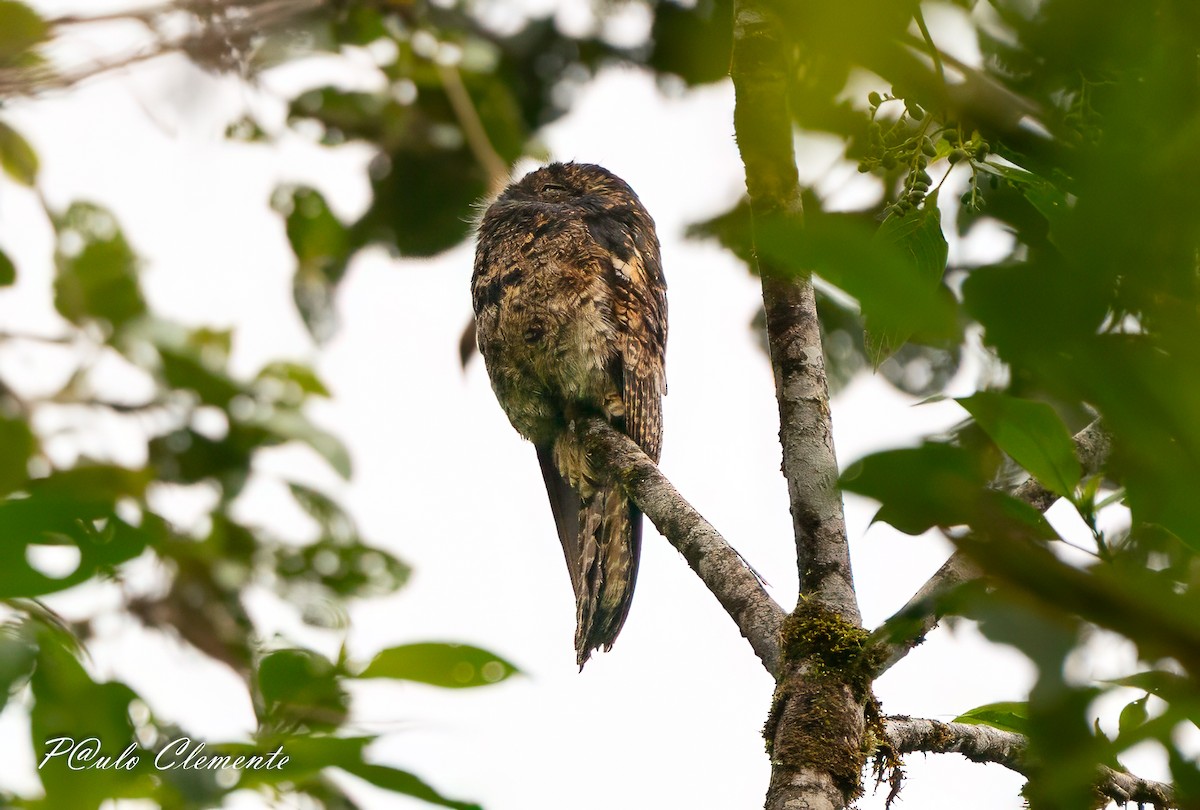 Andentagschläfer - ML647290544