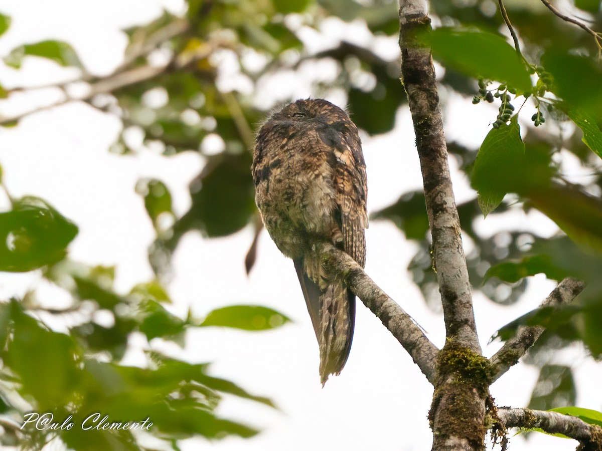 Andentagschläfer - ML647290545