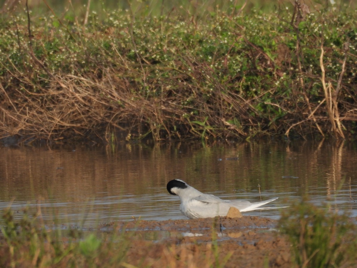 rybák říční - ML647290564