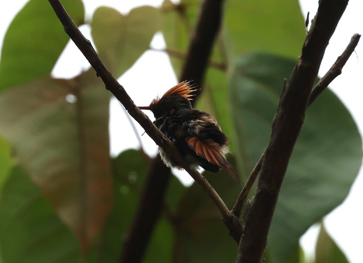 チャカザリハチドリ - ML647290576