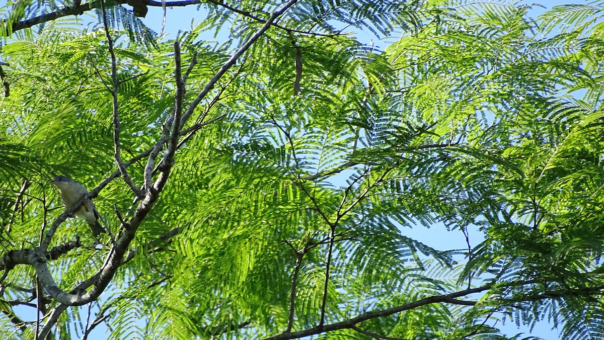 Hooded Tanager - ML647290579