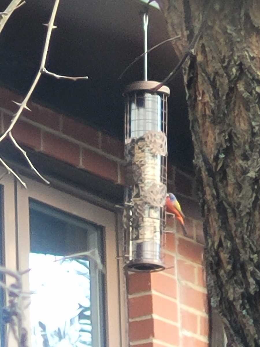 Painted Bunting - ML647290581