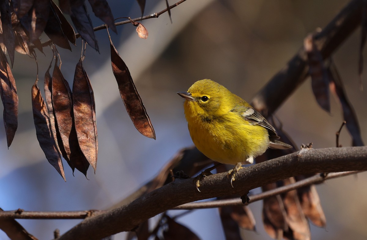 Kiefernwaldsänger - ML647290595