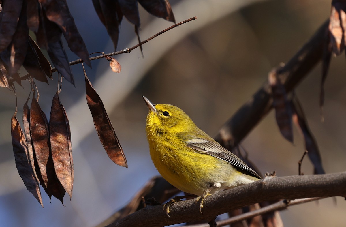 Kiefernwaldsänger - ML647290596