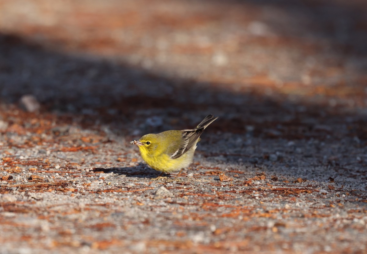 Kiefernwaldsänger - ML647290597