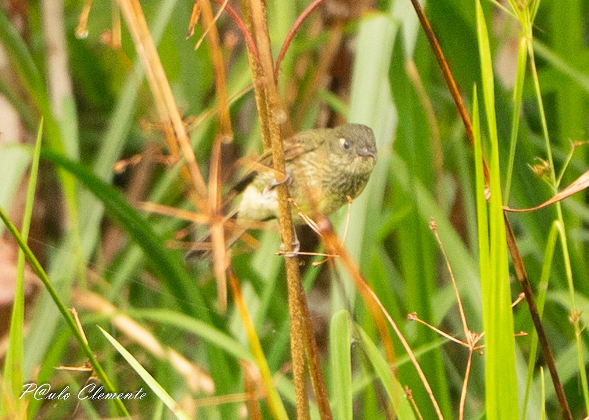 Olive-striped Flycatcher - ML647290614