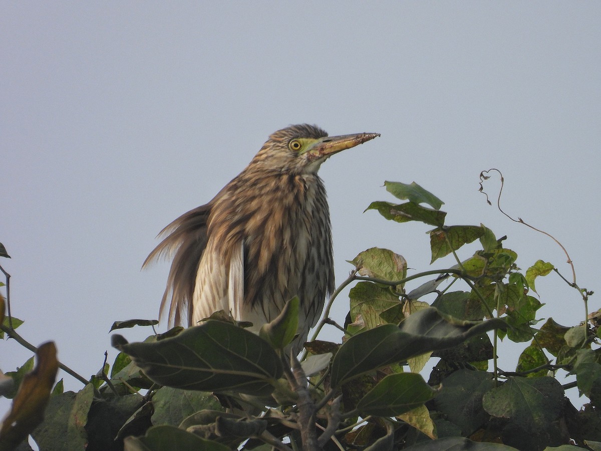 Indian Pond-Heron - ML647290618