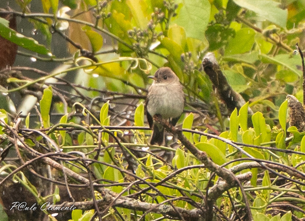 Pioui de l'Ouest - ML647290624
