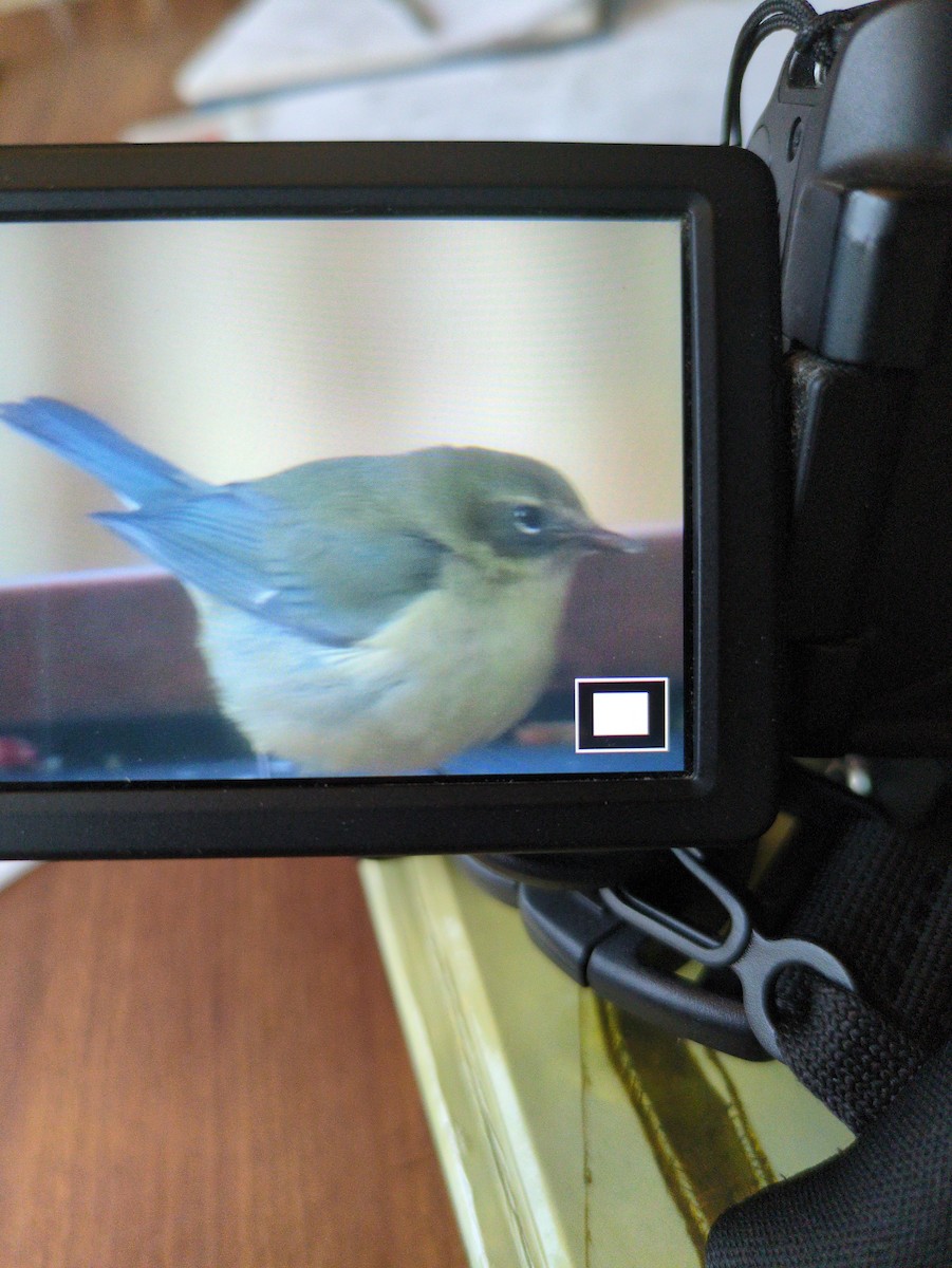 Black-throated Blue Warbler - ML647290636