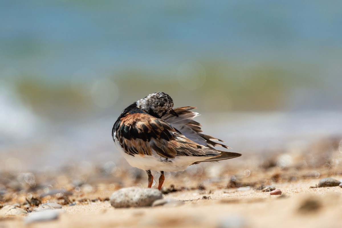 Voltapietre - ML647290637