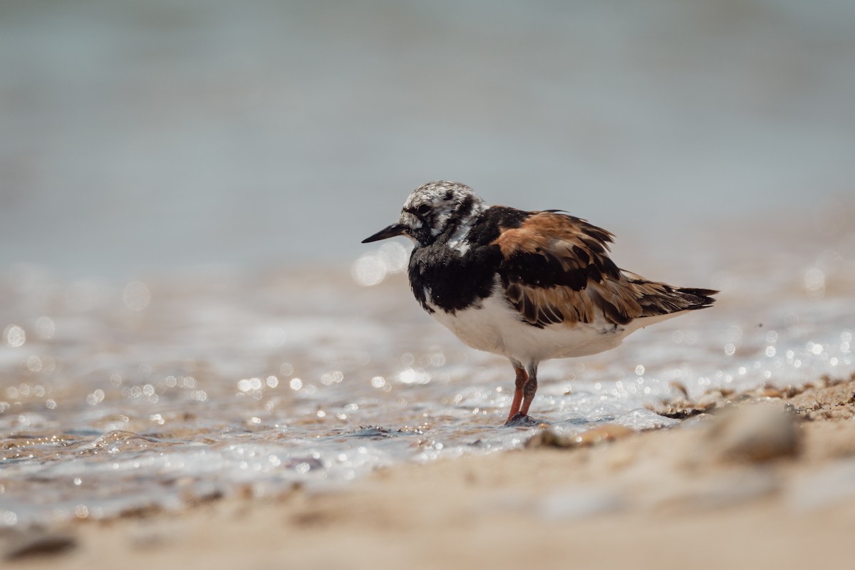 Voltapietre - ML647290638