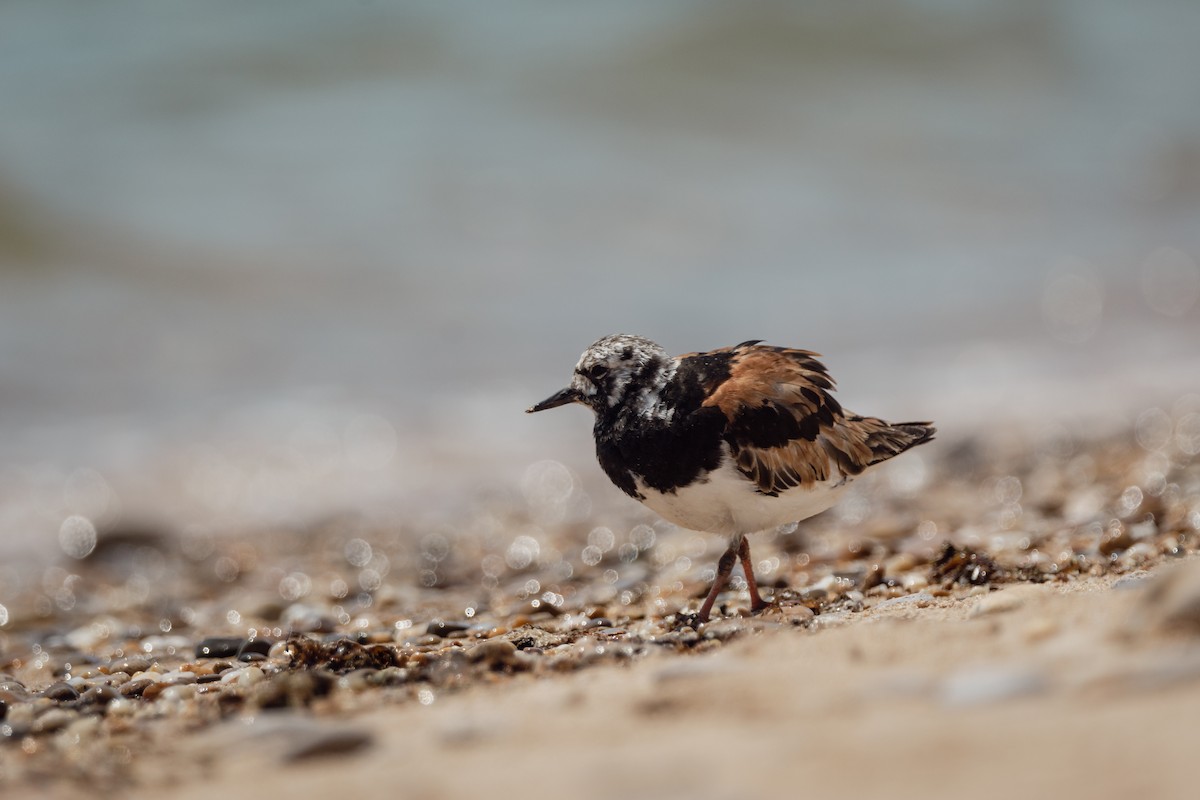 Voltapietre - ML647290639