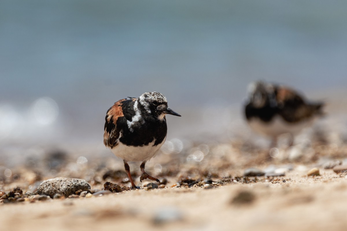 Voltapietre - ML647290640