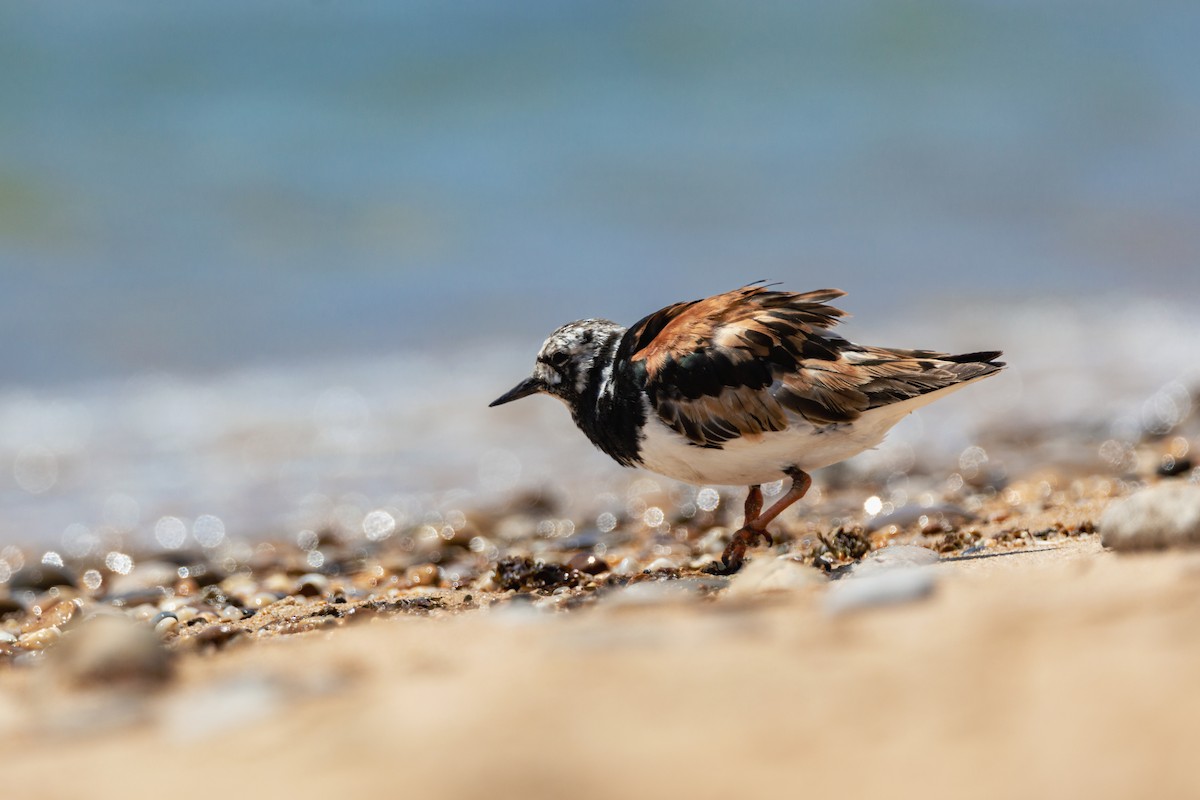 Voltapietre - ML647290643