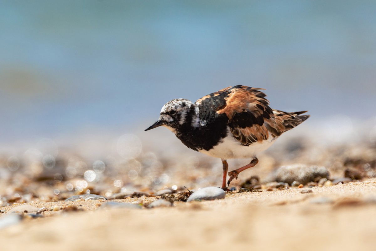 Voltapietre - ML647290645