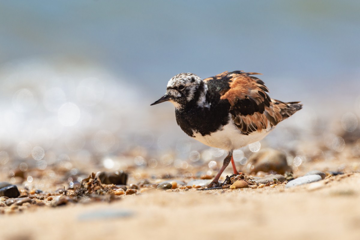 Voltapietre - ML647290646