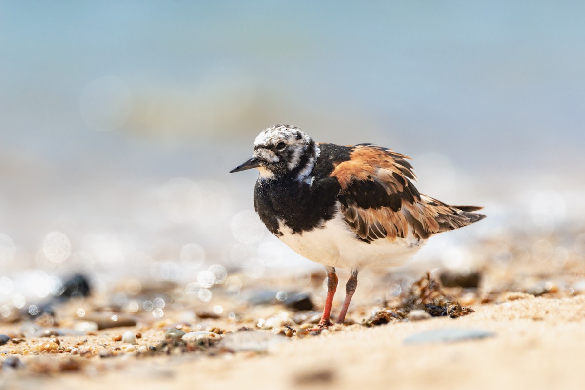 Voltapietre - ML647290647