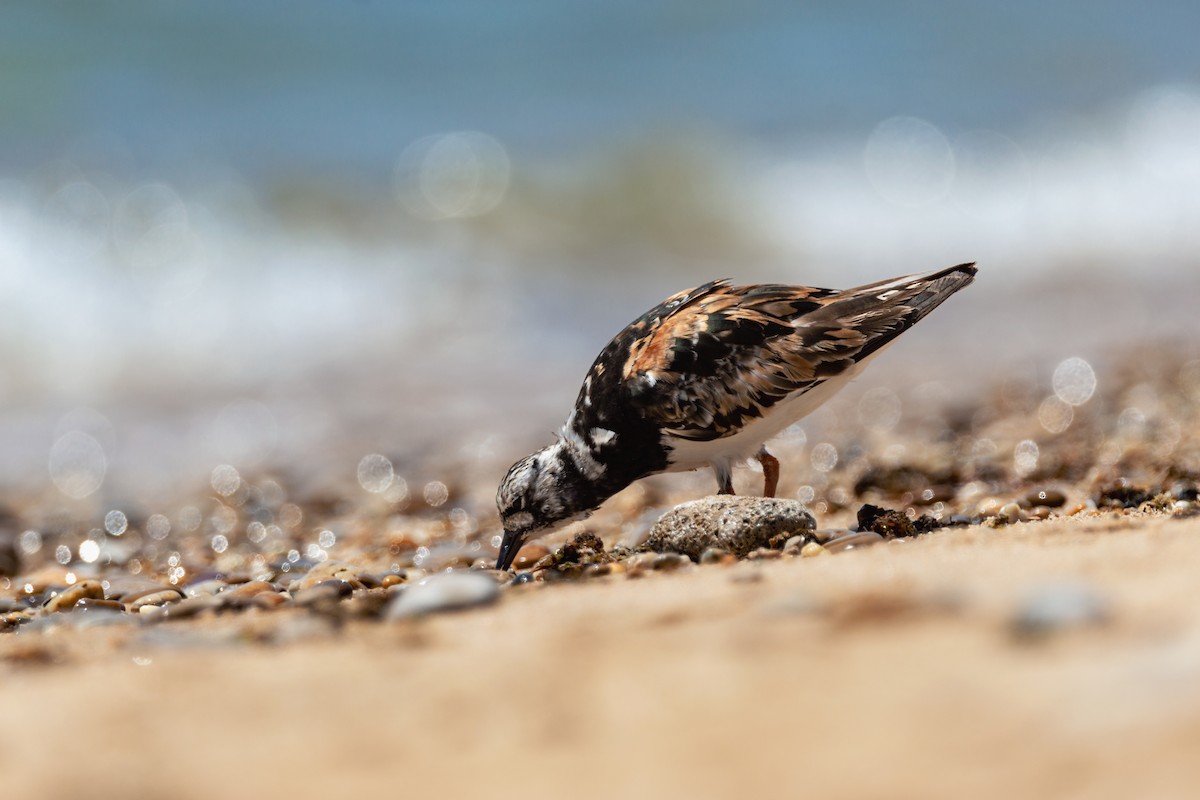 Voltapietre - ML647290648