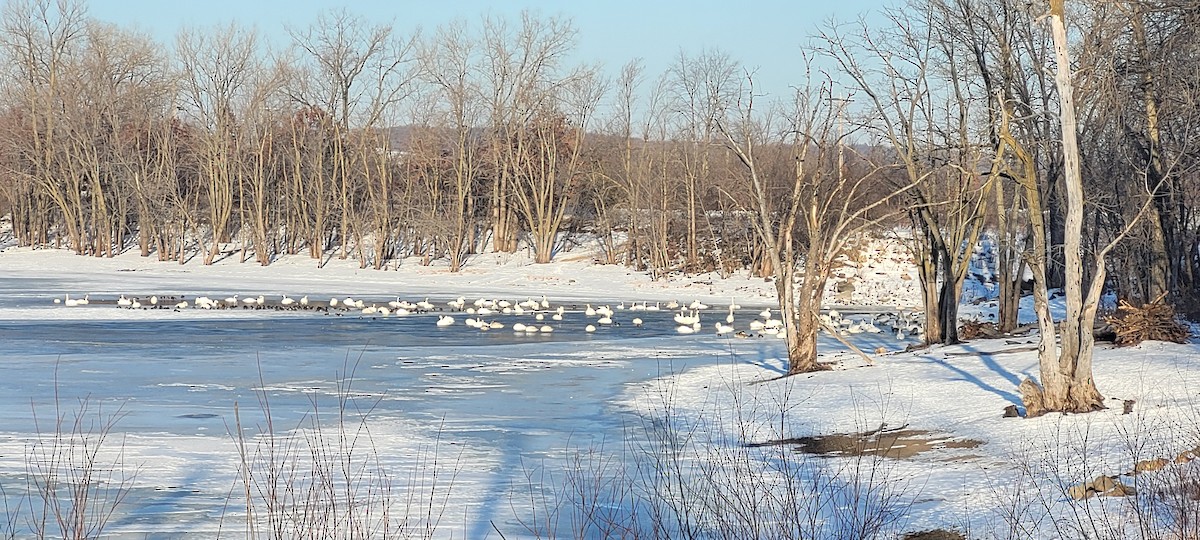 labuť trubač - ML647290649