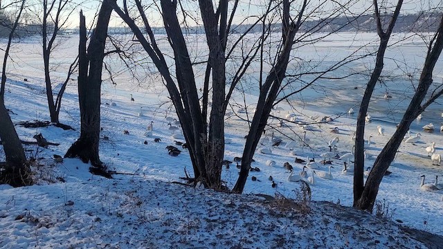 labuť trubač - ML647290671