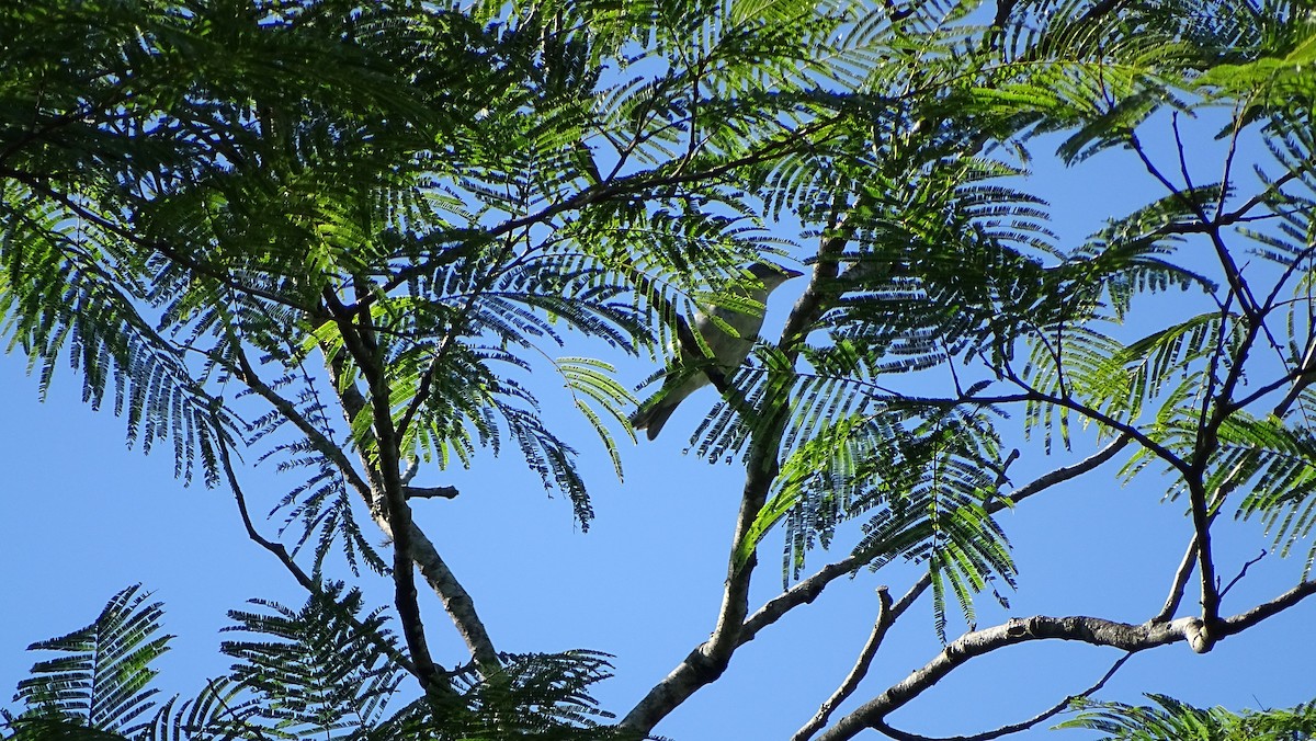 Hooded Tanager - ML647290682