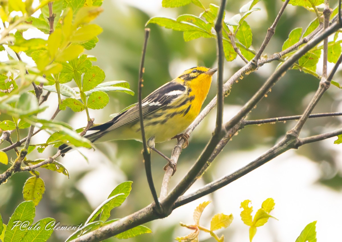 Blackburnian Warbler - ML647290683