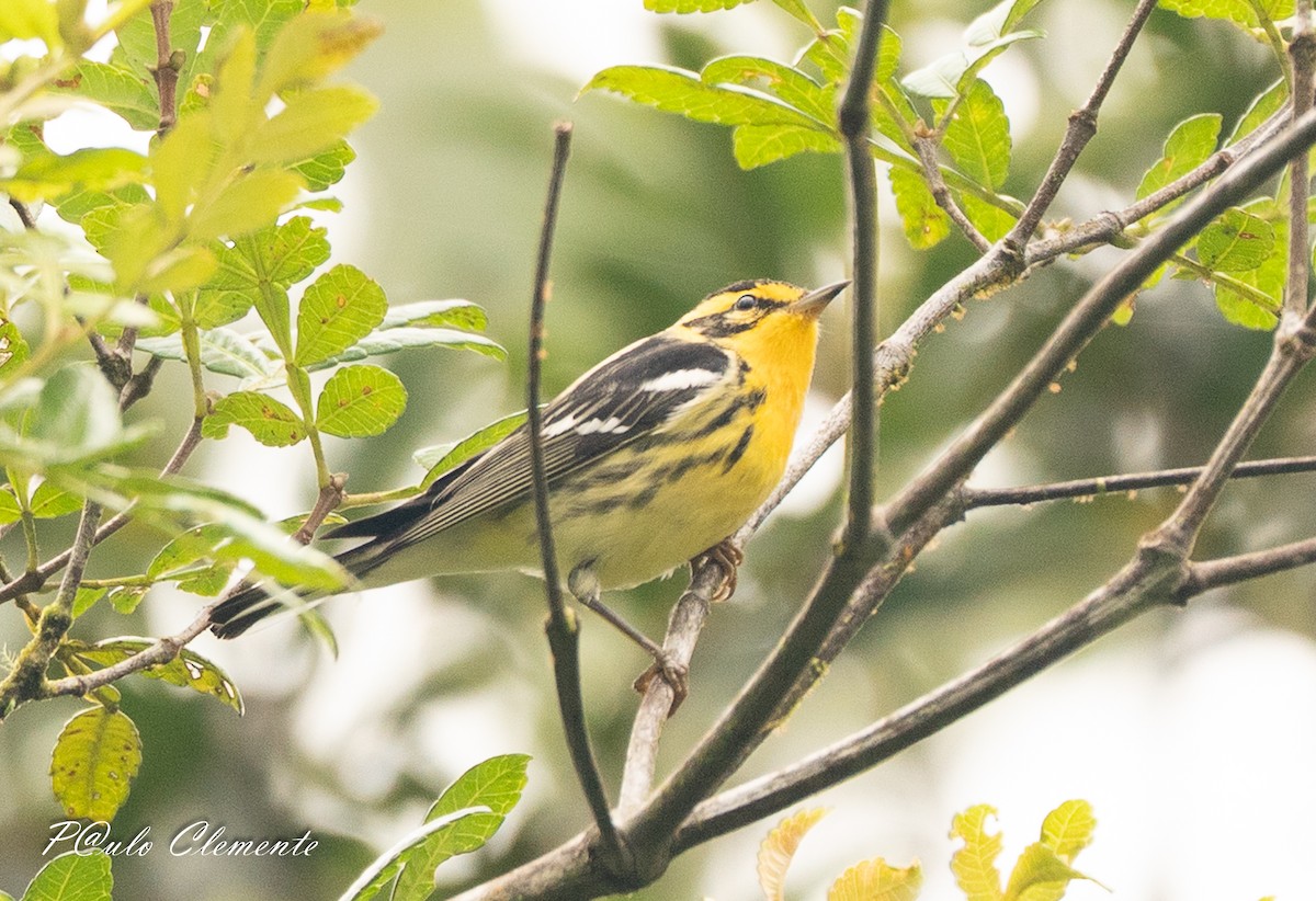 Blackburnian Warbler - ML647290684